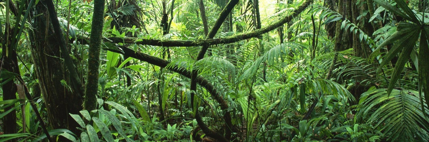 Jungle_Fren's profile banner image