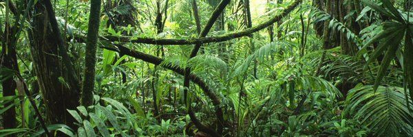 Jungle_Fren Profile Banner