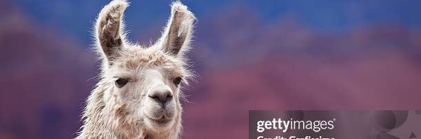nomorellama's profile banner image