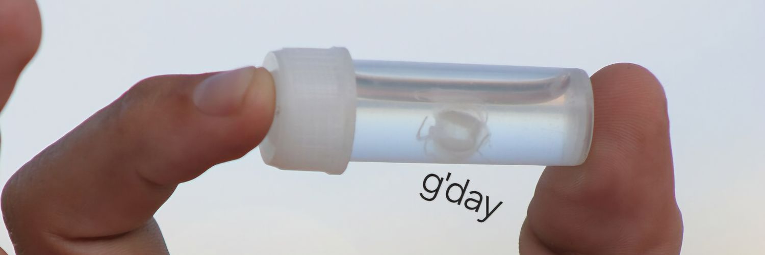 irukandji jelliefish 🪼 banner