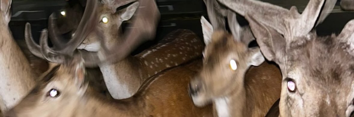 kip banner