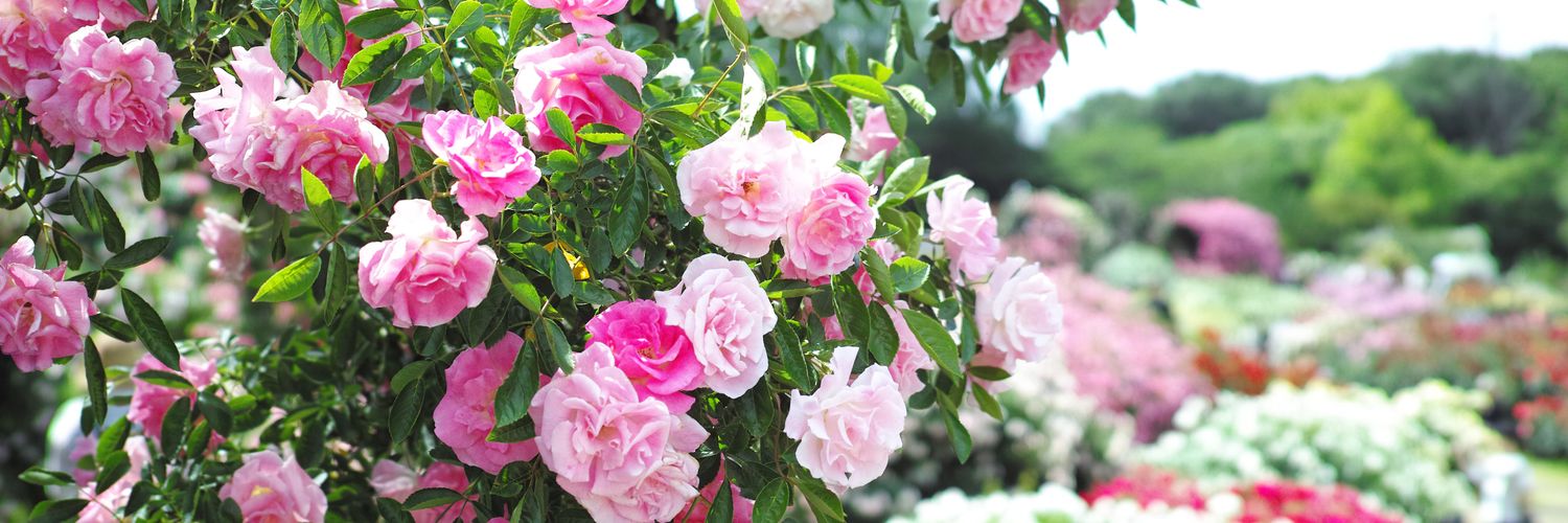 ぬる子🌹✨🌰🈵 banner