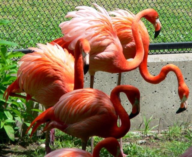 ⚓ 📎 Sandronique© banner