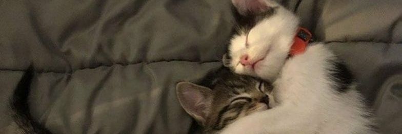 Cesar_Rios97's profile banner image