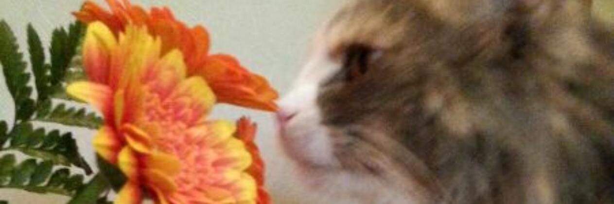Susafox1's profile banner image