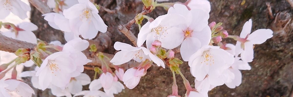 np_usapi's profile banner image