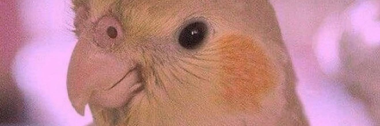 banhhoy's profile banner image