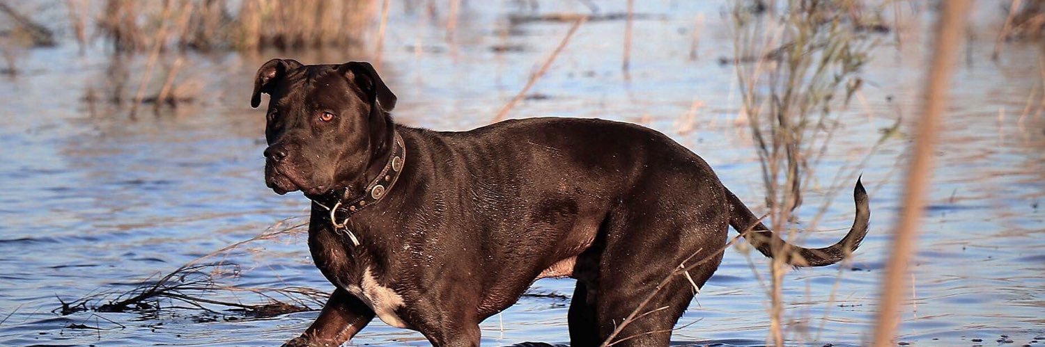 DMichael Harrison banner