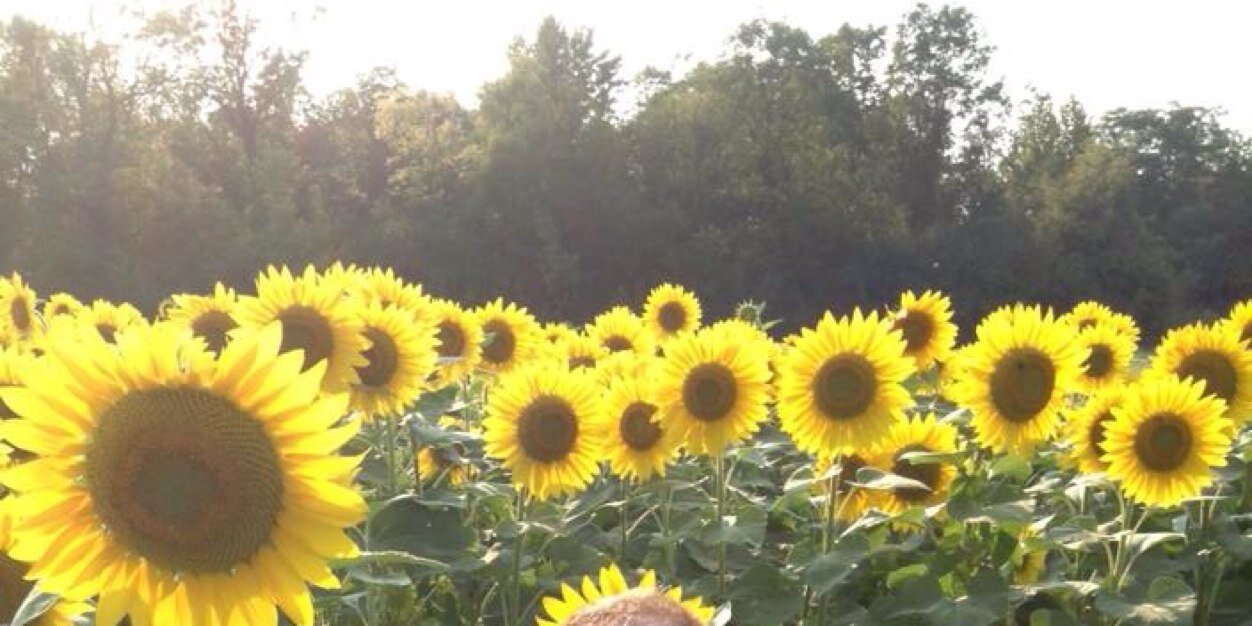 AmyCstaup's profile banner image