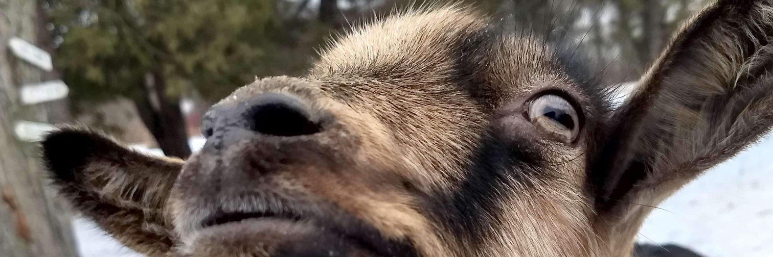 AnnieMaxCat's profile banner image