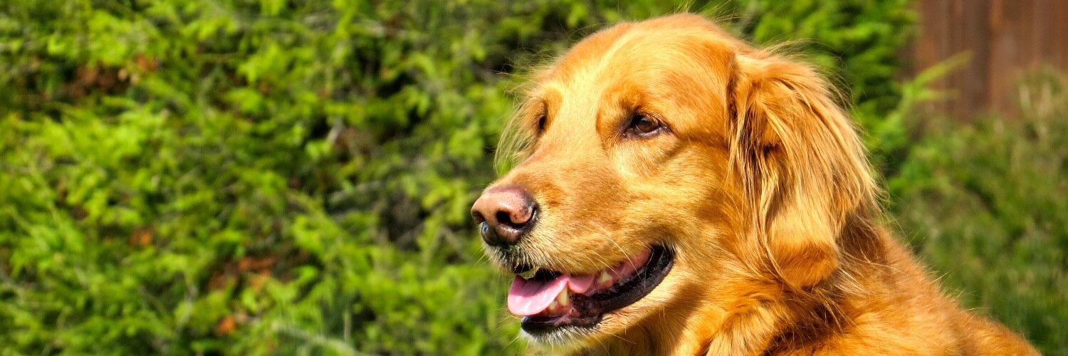 steveaaron's profile banner image