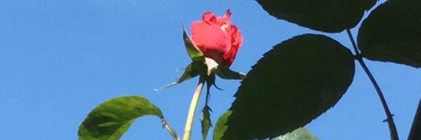 SoulPoet Profile Banner