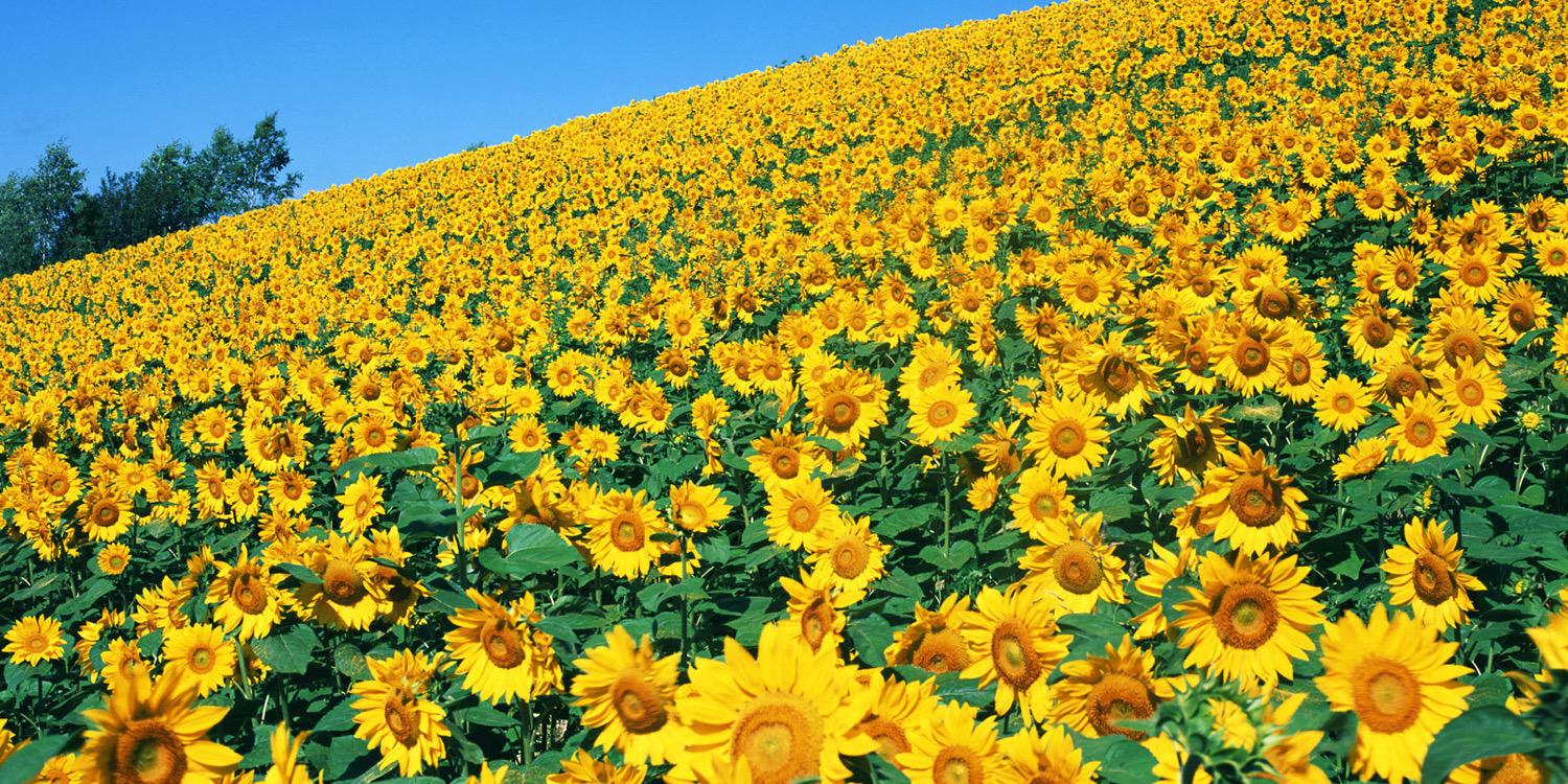 sunfleury's profile banner image