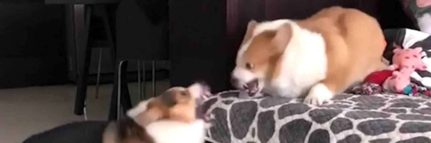 Mlehm Machine 🇵🇸 banner