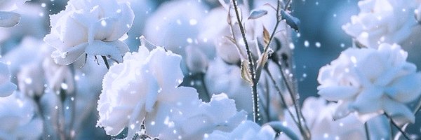 ALICE_Julusmole Profile Banner