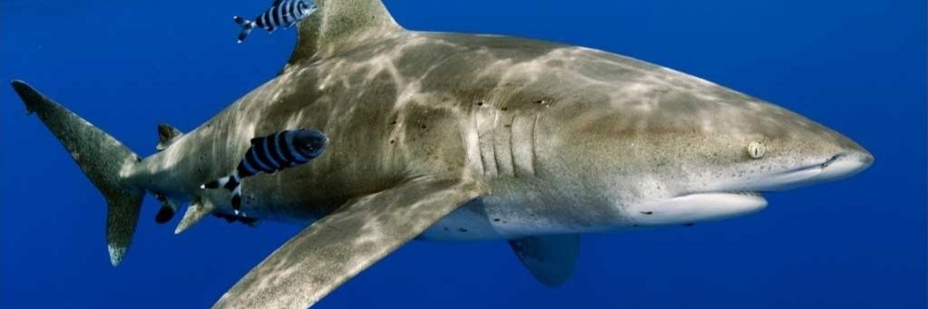 An Oceanic Whitetip banner