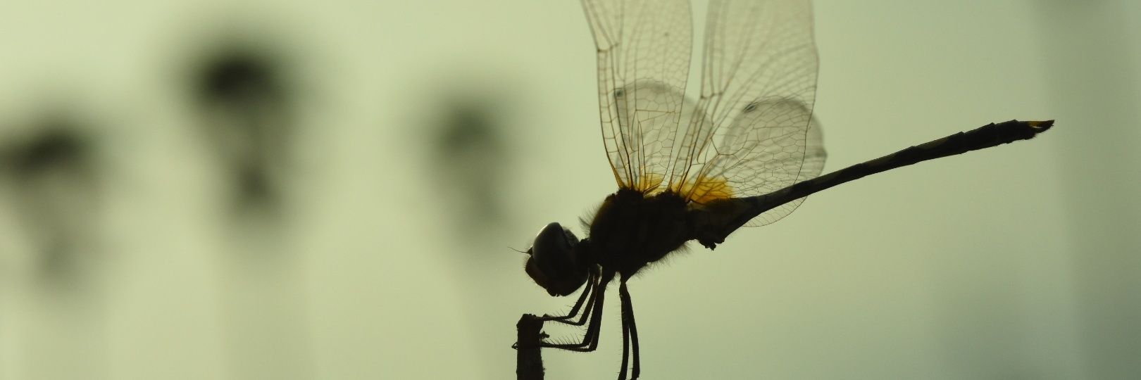 Pigularium's profile banner image
