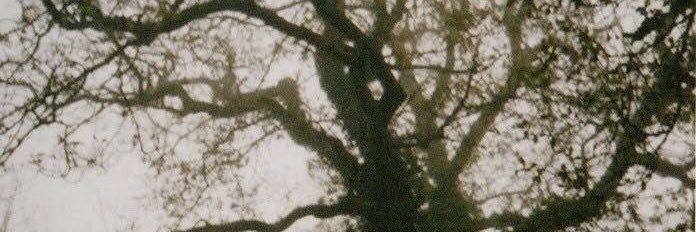 asha’s thinker ｡𖦹°‧ banner
