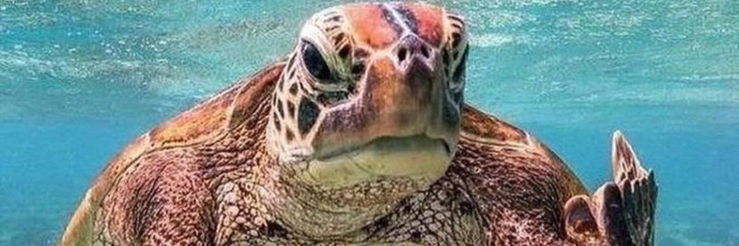 Rexgoyaka's profile banner image