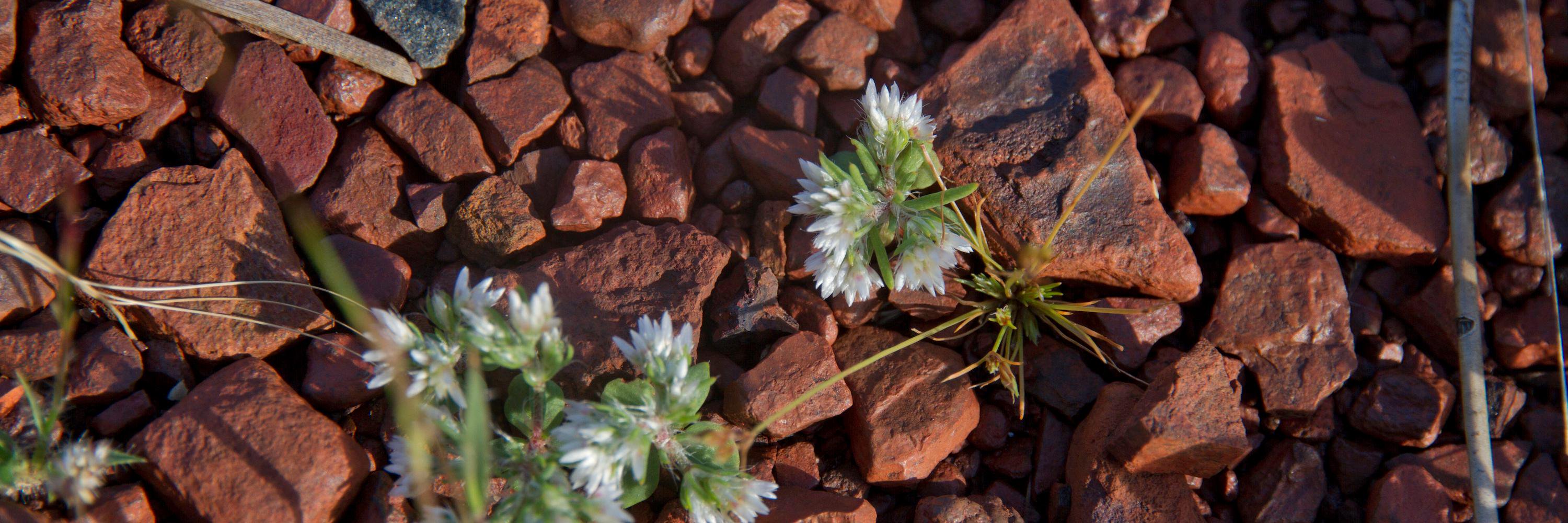 SusanFStanden's profile banner image