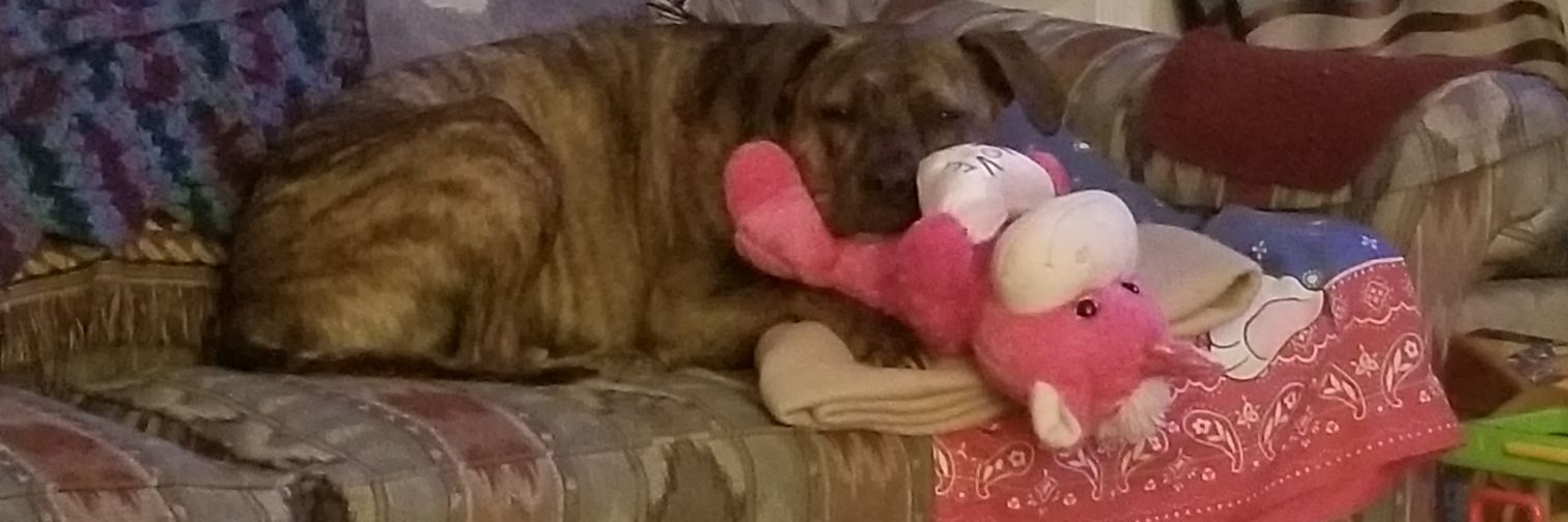 Kaitlyn Faulkner banner