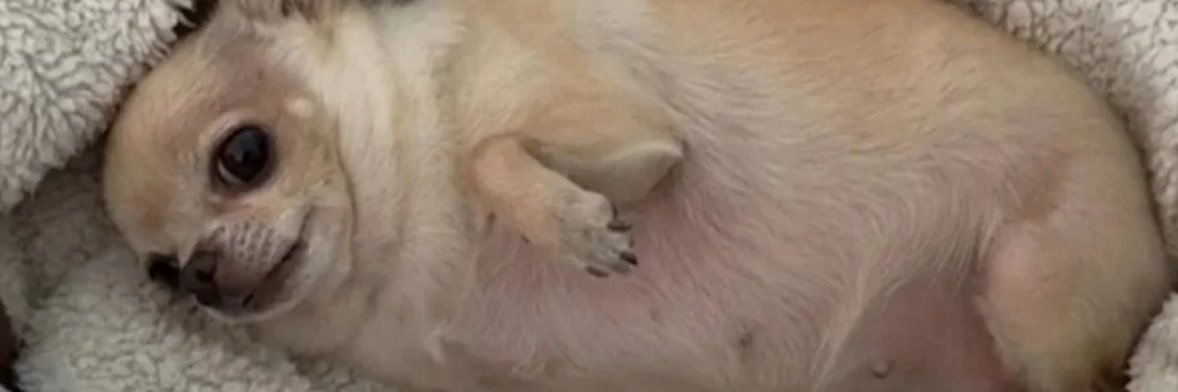 BOSSBITCH𝖕𝖋𝖔𝖊𝖙𝖈𝖍𝖊𝖓 banner