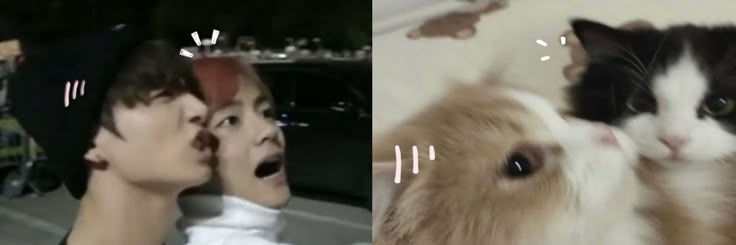 🐈🧡‹𝟹 banner