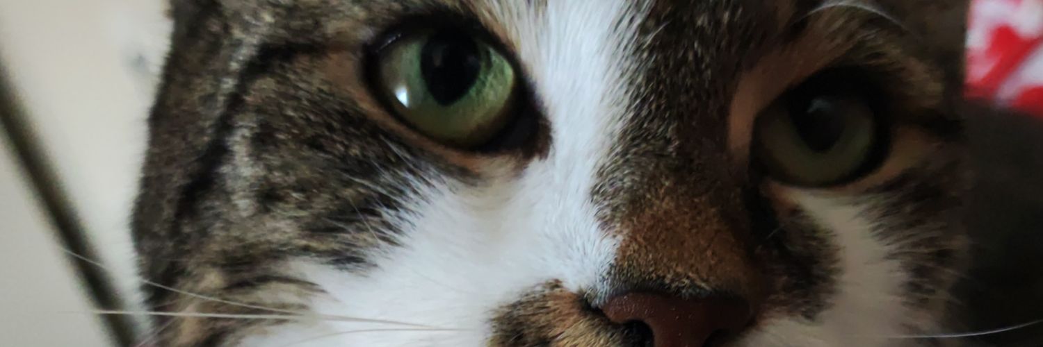 XSpiderAI's profile banner image