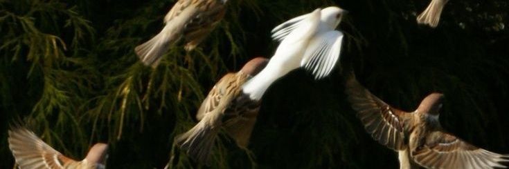 bbalephu's profile banner image