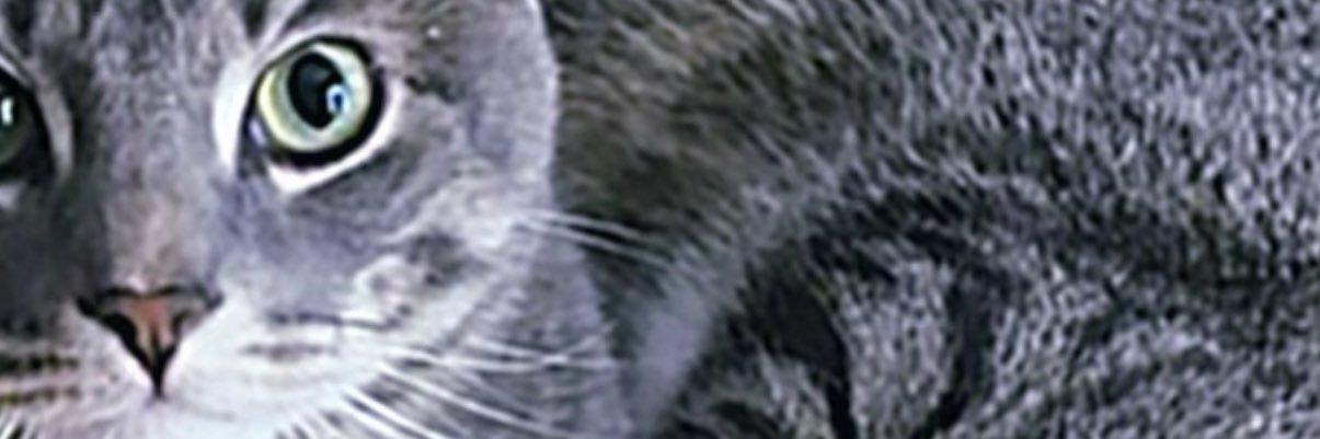 Pito 🇵🇷 banner