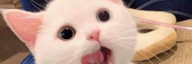MadnesMeow's profile banner image