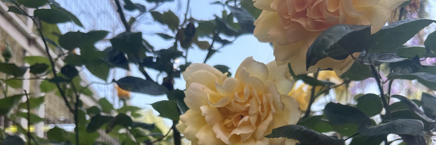 EmmFoxx's profile banner image