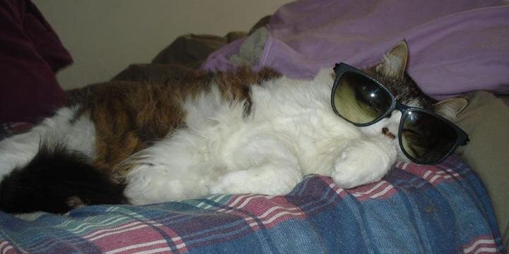 Ana dos gato 🇵🇸🇮🇷🇧🇷 banner