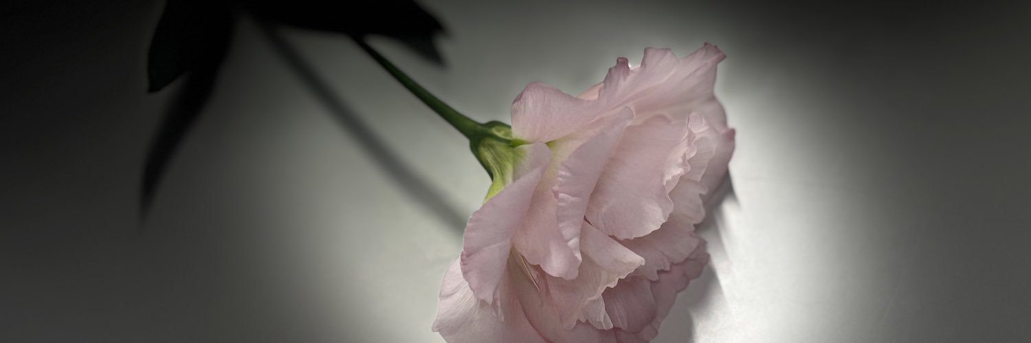 MRKꪔ̤̮ ♡ banner