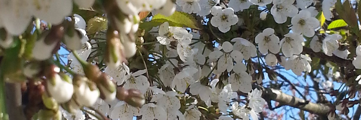 inger_cam's profile banner image