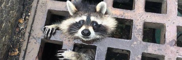 egglesssomlette Profile Banner