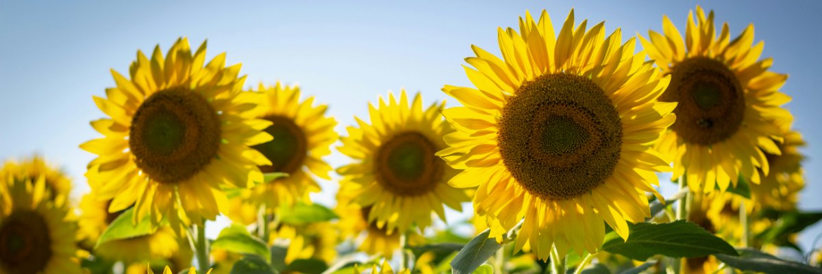 Mathias Wagner banner