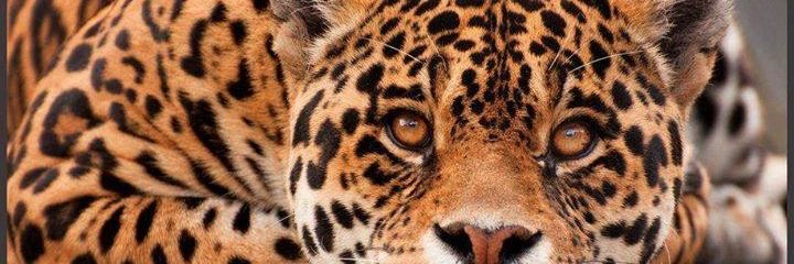 Naturone's profile banner image