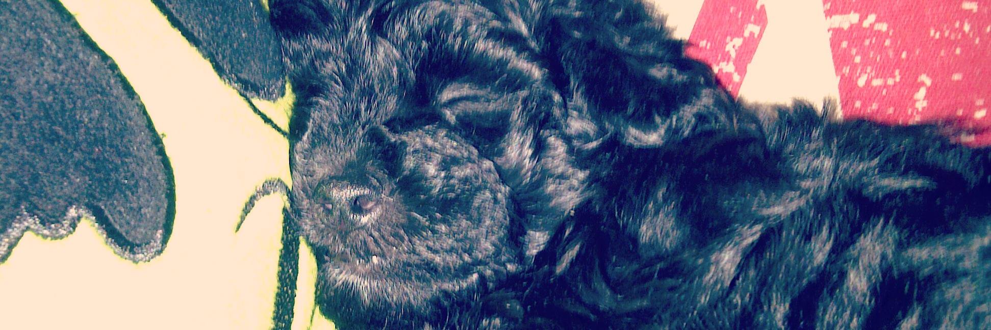 Vionia banner