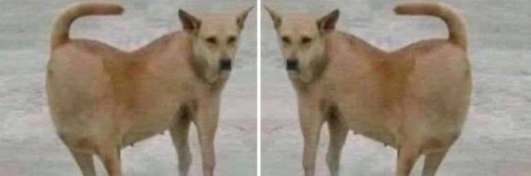 ฮาชิมิมิ banner