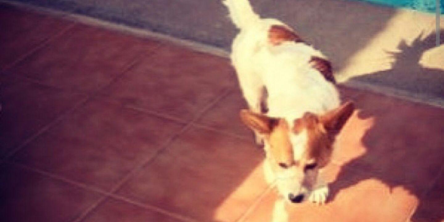 Coré Mesa 🜲 banner