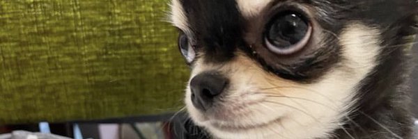 myjujunim Profile Banner