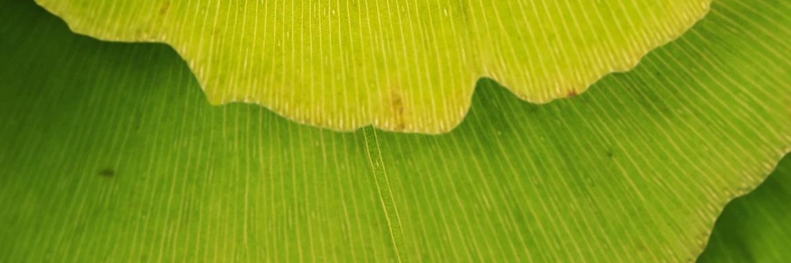 Flora banner