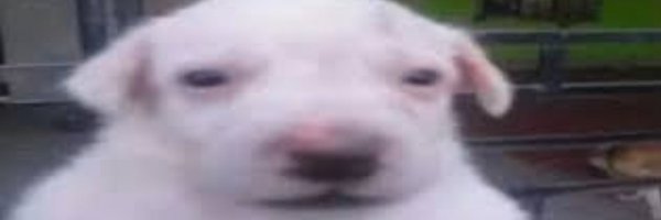 THEDEADCHEESY Profile Banner