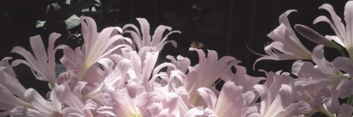 bilsdandelion's profile banner image