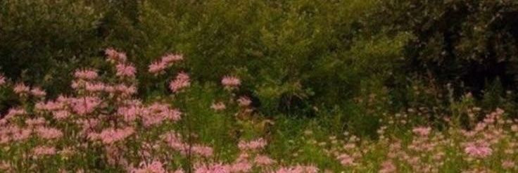 ⊹ 𝑪𝗂𝗌𝗌𝗂𝖾 𝑲. 𝑱𝗈𝗇𝖾𝗌 .ᐟ banner