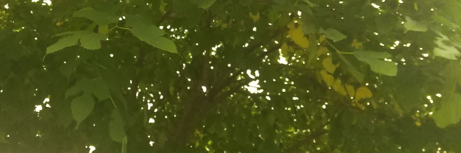 kikupops01's profile banner image