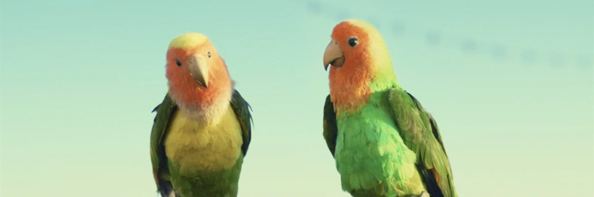 Casey Frieman banner