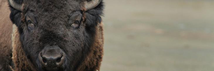 HeartofBanff's profile banner image