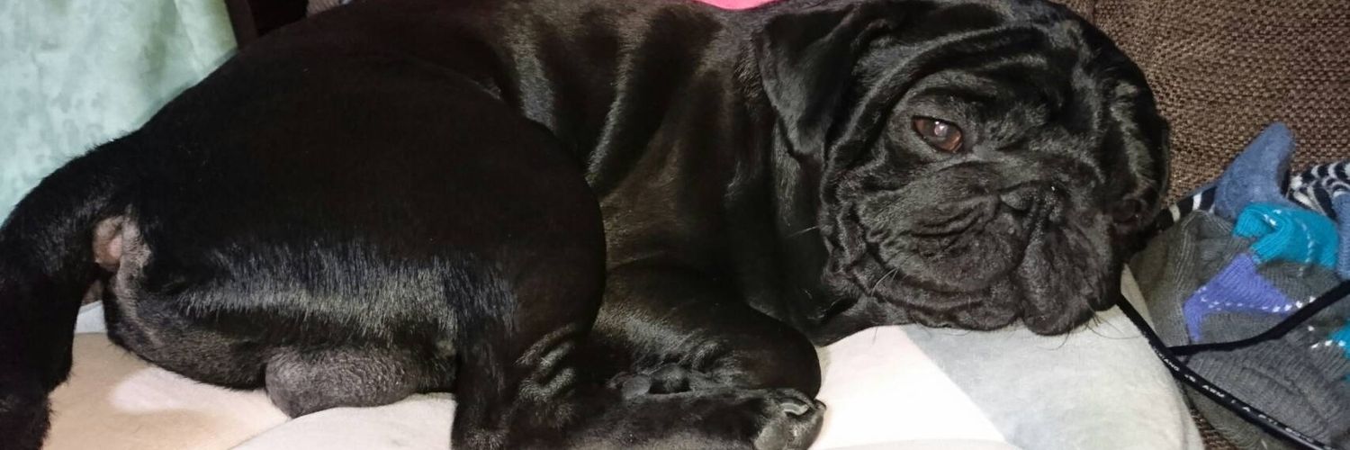 XChukkrey40 カメラ壊れても勝ち　ギラアナさいつよ系 banner